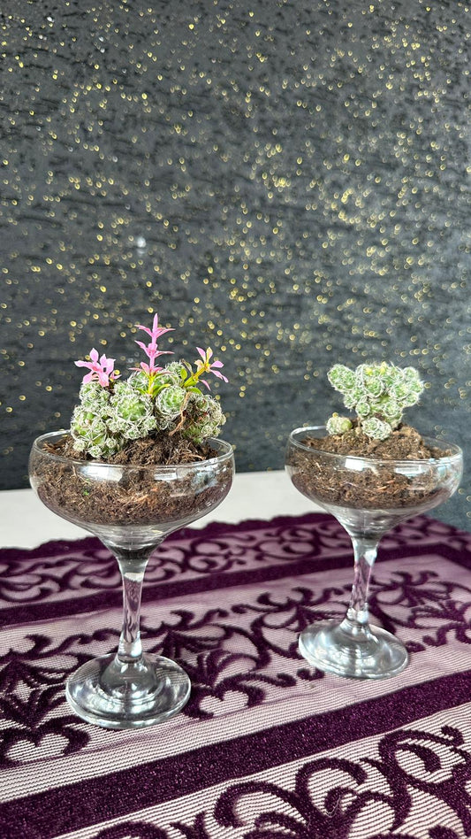 Cam Kadehte Mini Kaktüs Aranjmanı 2'li Set