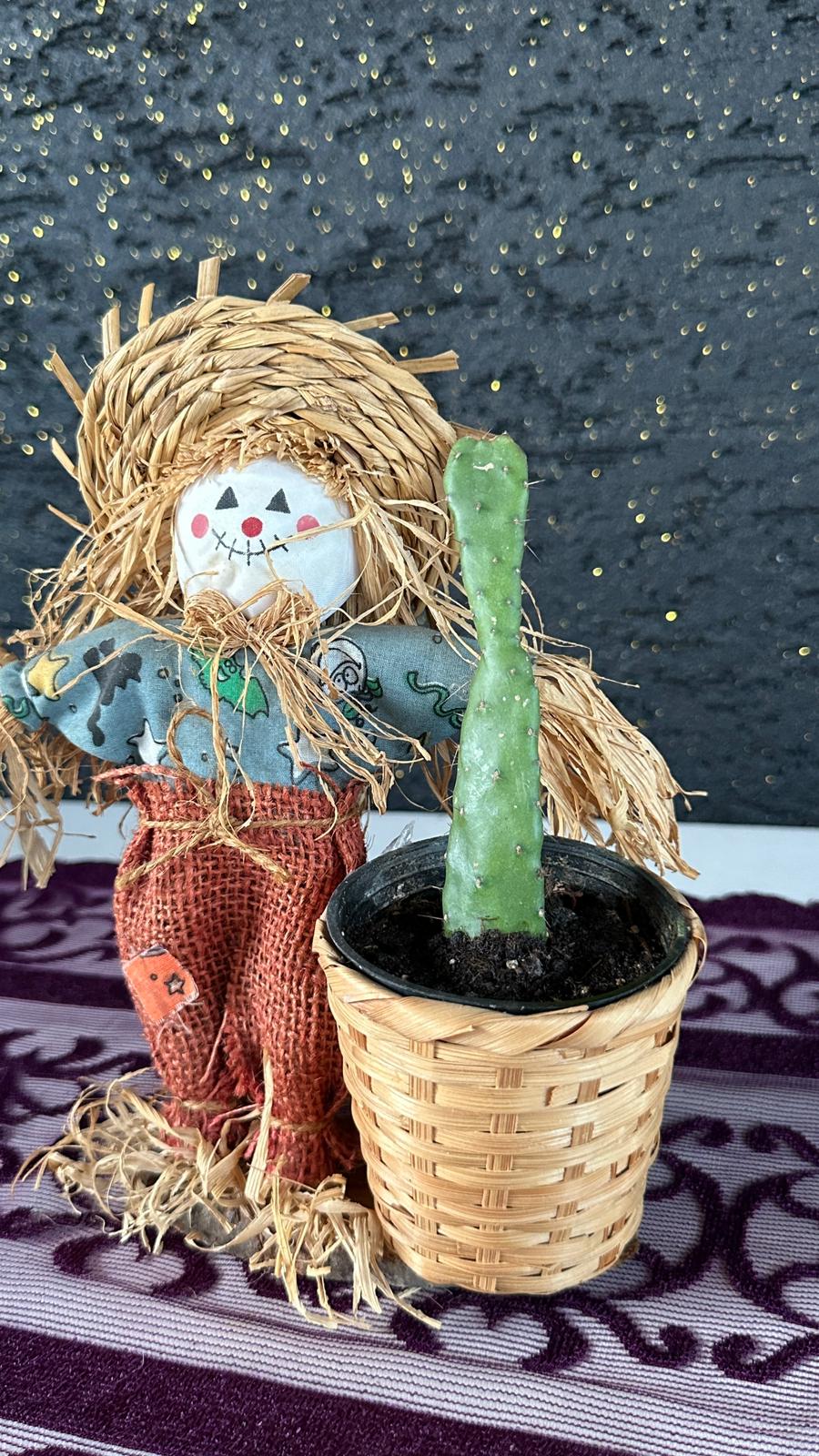 Korkuluk Figürlü Opuntia Kaktüs
