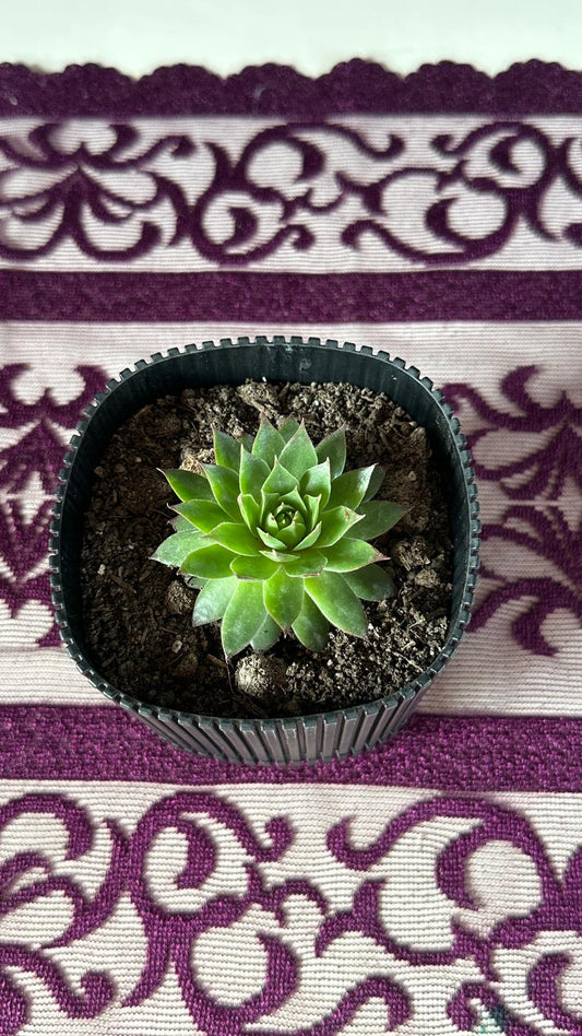 Modern Çizgili Siyah Saksıda Sempervivum Sukulent (Dam Koruğu)