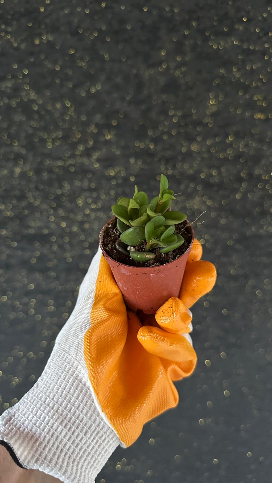 NuNu By Fresh Green Mini Sukulent 6-10 cm