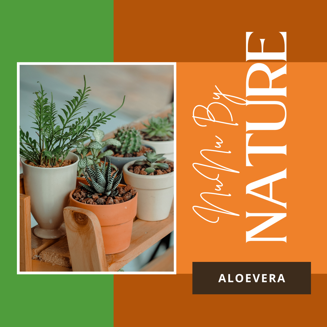 aloe-vera-bakimi-nasil-yapilir-evde-yetistirme-rehberi