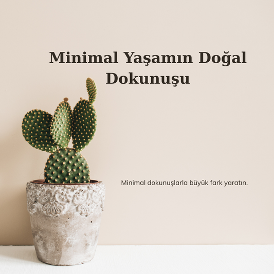 dogal-yasam-koleksiyonu-sukulentler-kaktusler-ve-aloe-vera-tasarim-saksilarla-bulusuyor