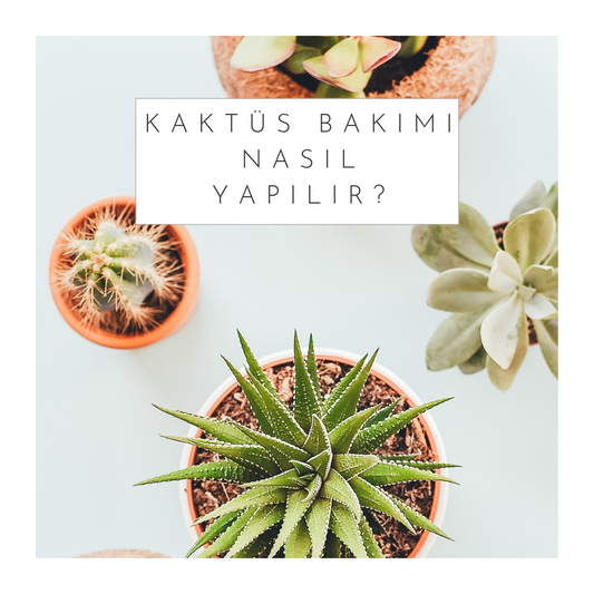 kaktus-bakimi-nasil-yapilir-2026-guncel-rehber