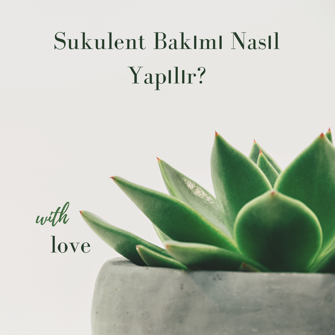 sukulent-bakimi-nasil-yapilir-kolay-ve-pratik-rehber