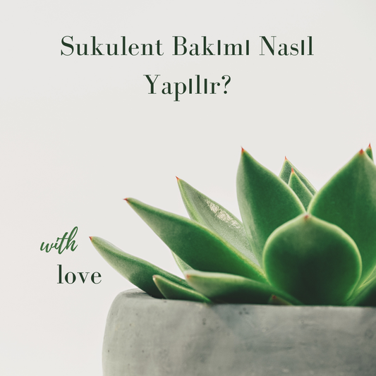 sukulent-bakimi-nasil-yapilir-kolay-ve-pratik-rehber