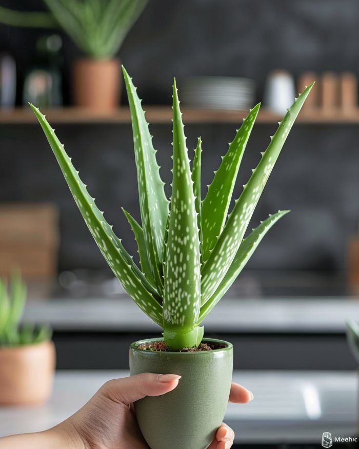 aloe-vera-bitkileri