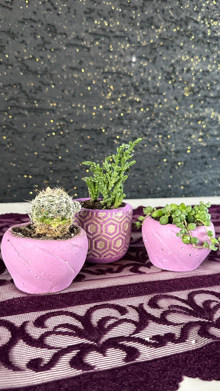 3’lü Sukulent & Kaktüs Seti