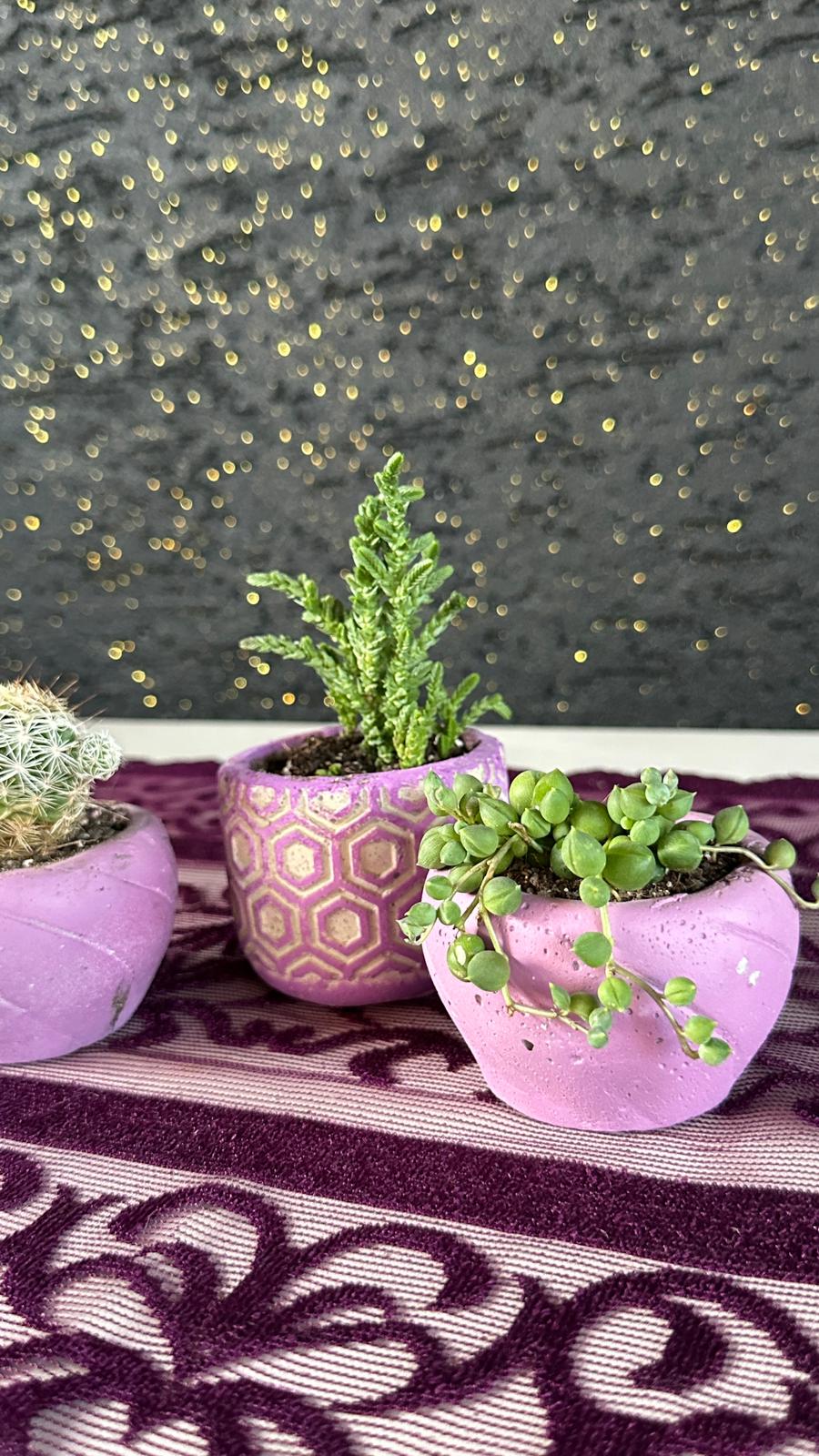 3’lü Sukulent & Kaktüs Seti