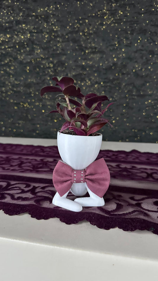 Centilmen Erkek Figür Saksıda Mor Yapraklı Tradescantia Zebrina Beyaz