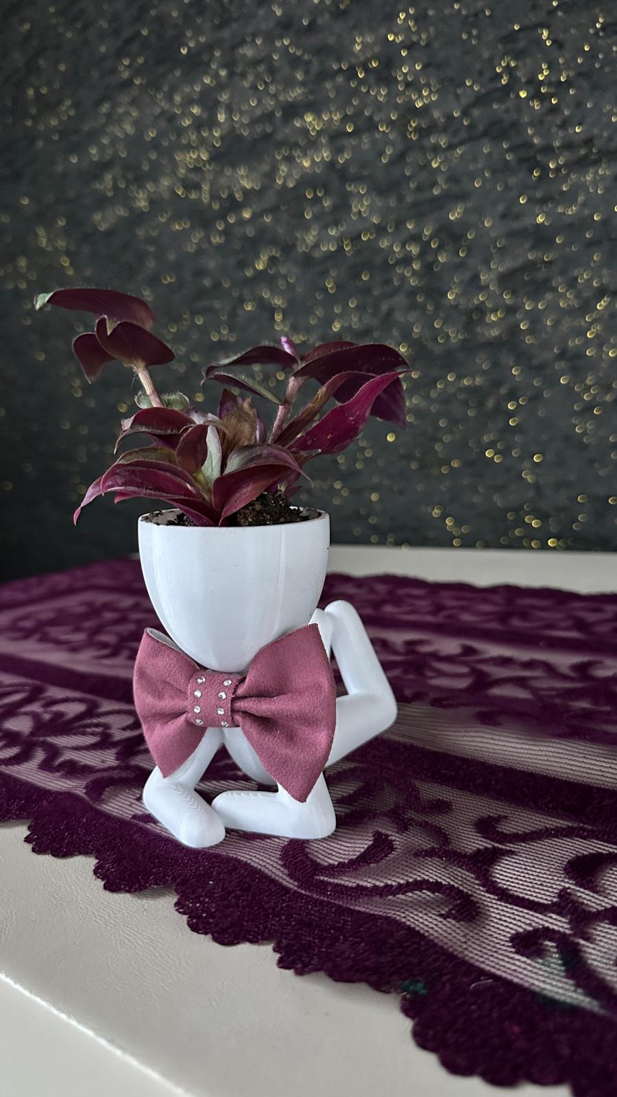 Centilmen Erkek Figür Saksıda Mor Yapraklı Tradescantia Zebrina
