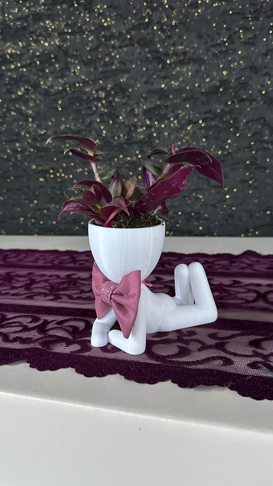 Centilmen Erkek Figür Saksıda Mor Yapraklı Tradescantia Zebrina