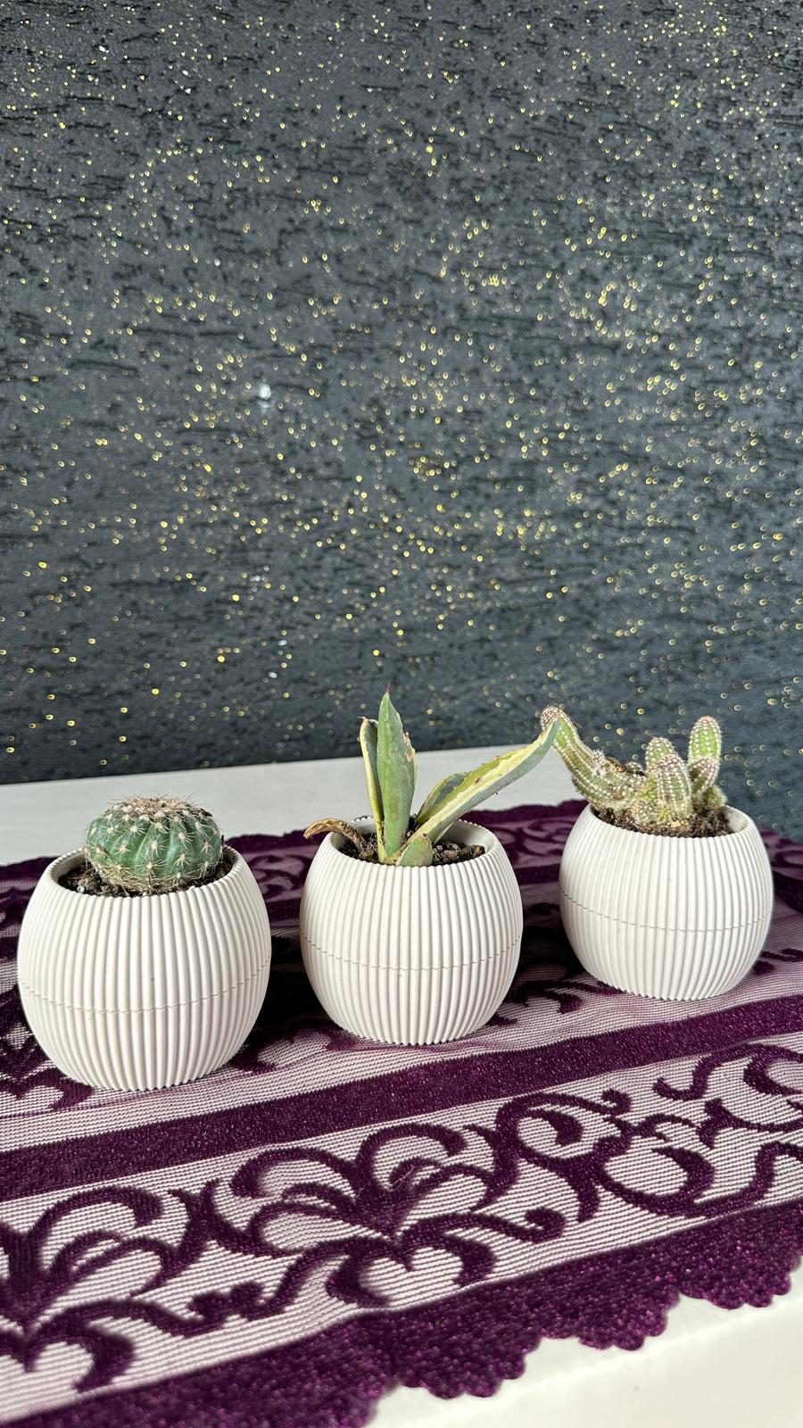 Dekoratif Saksıda 3’lü Mini Kaktüs & Sukulent Seti