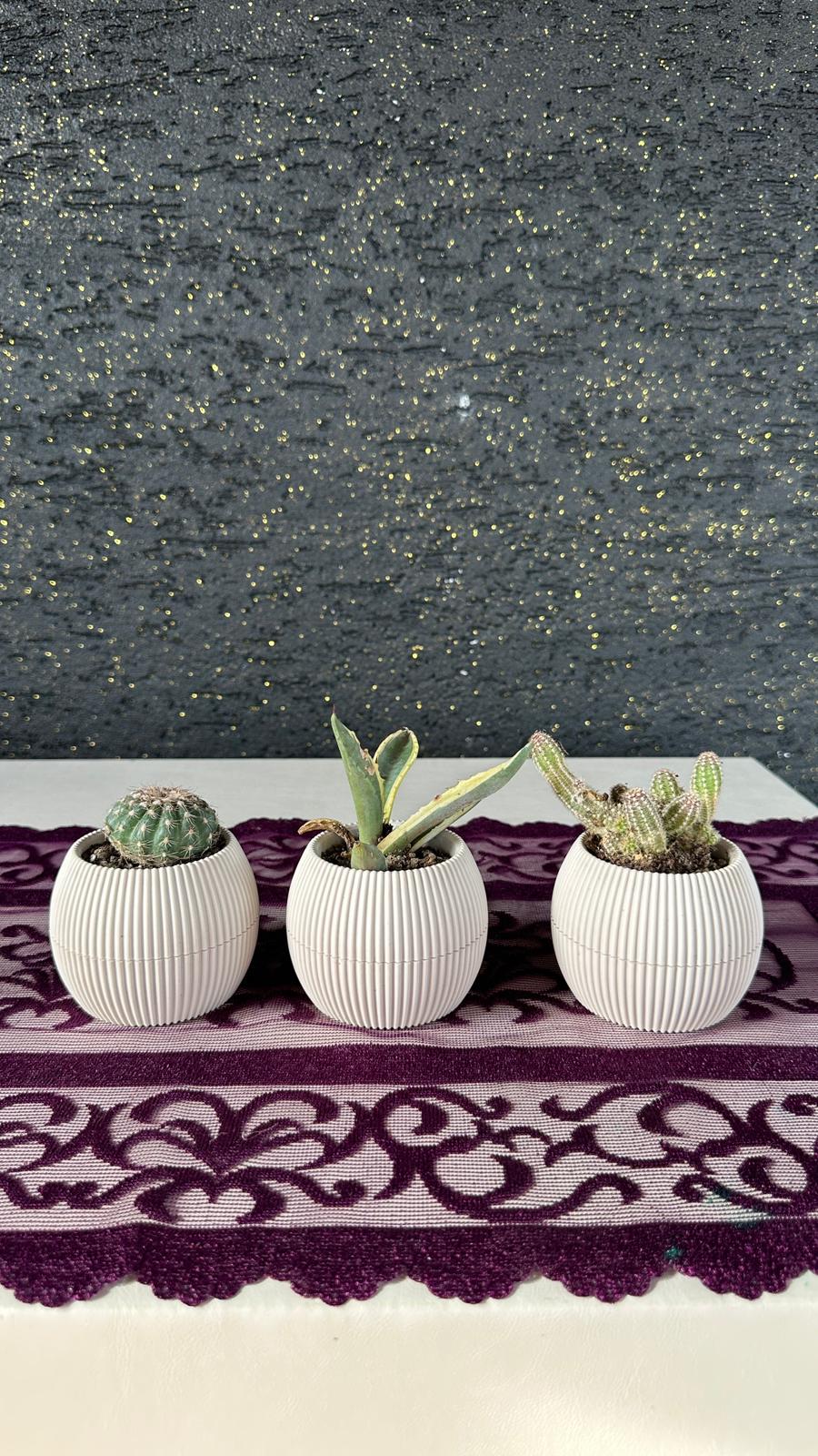 Dekoratif Saksıda 3’lü Mini Kaktüs & Sukulent Seti 3'lü Set
