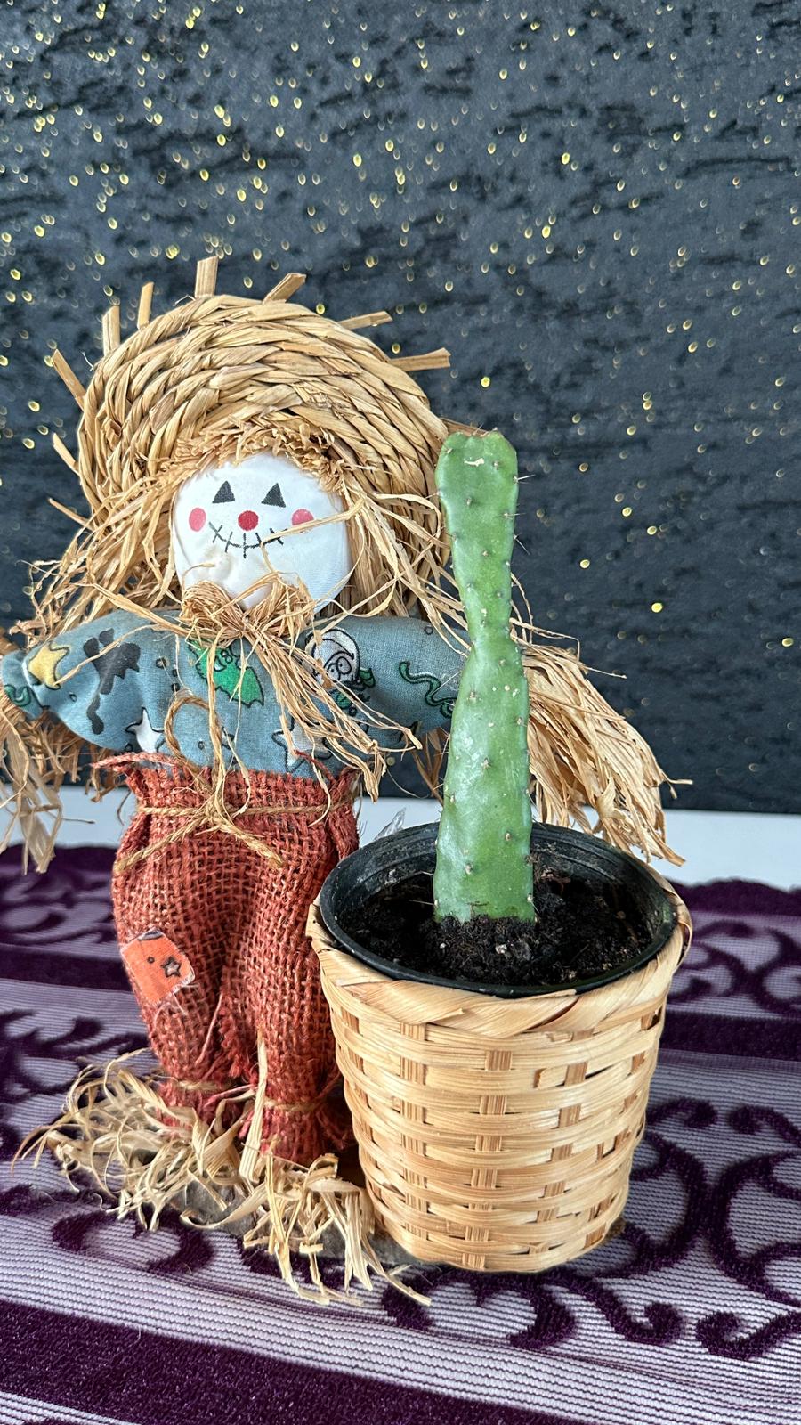 Korkuluk Figürlü Opuntia Kaktüs
