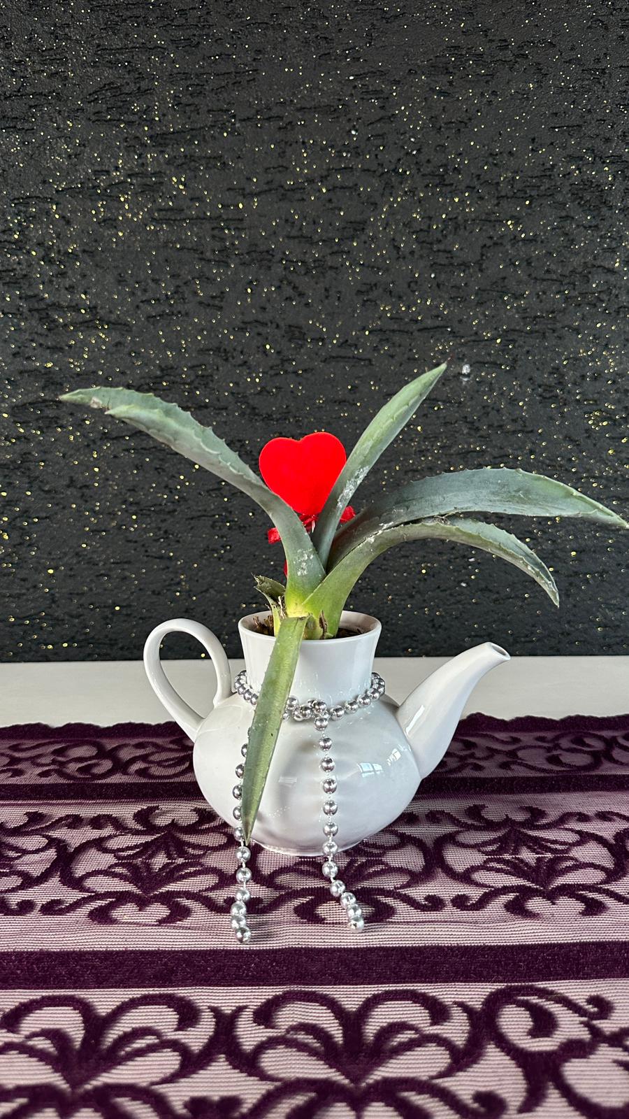 Mini Aloe Vera Dekoratif Çaydanlık Saksı