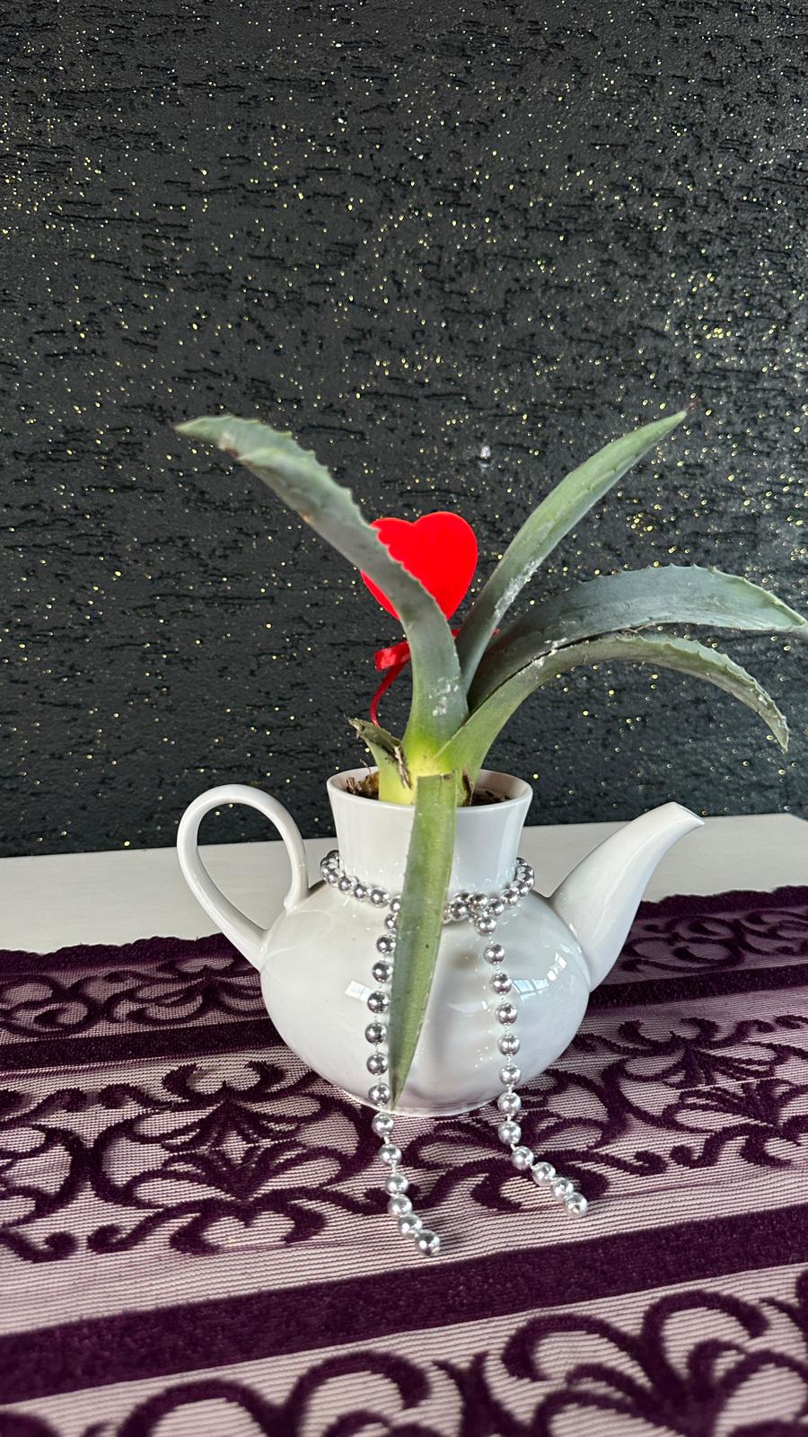Mini Aloe Vera Dekoratif Çaydanlık Saksı Beyaz