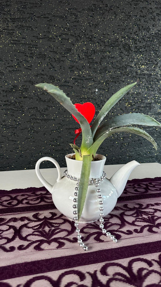 Mini Aloe Vera Dekoratif Çaydanlık Saksı Beyaz