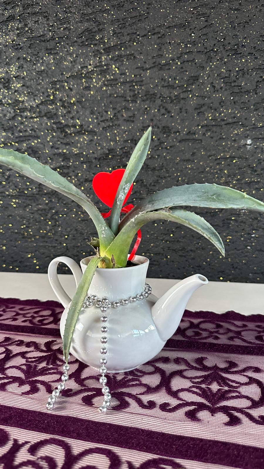 Mini Aloe Vera Dekoratif Çaydanlık Saksı