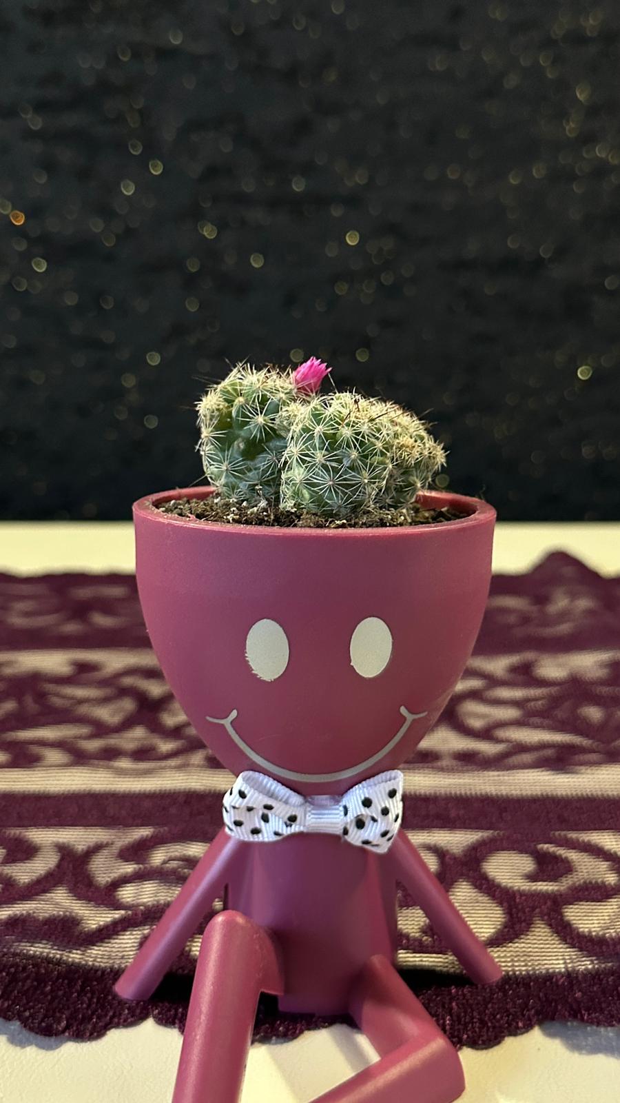 Mini Huzur Bahçesi