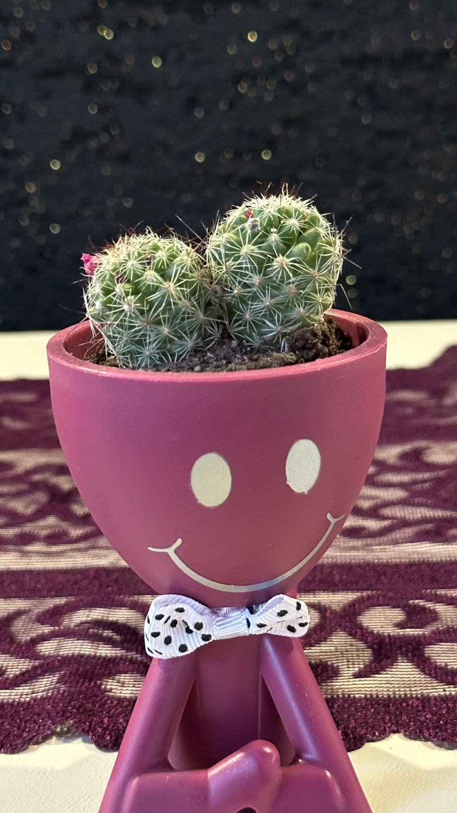 Mini Huzur Bahçesi