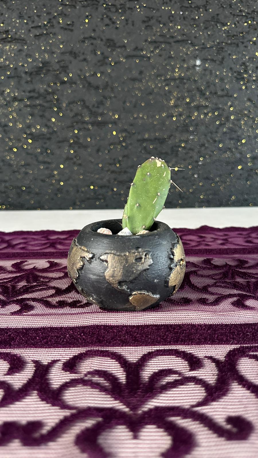 Mini Opuntia Kaktüs Opuntia Kaktüs