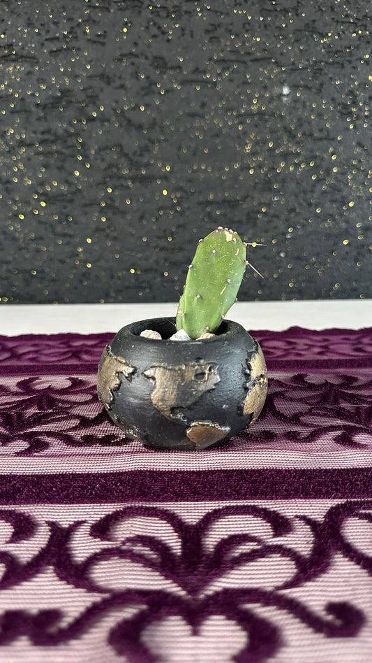 Mini Opuntia Kaktüs Opuntia Kaktüs