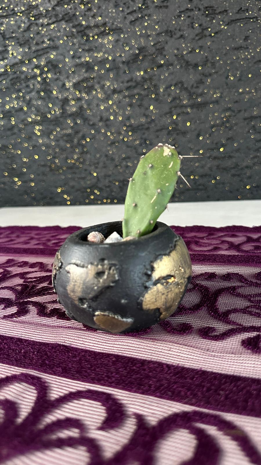 Mini Opuntia Kaktüs