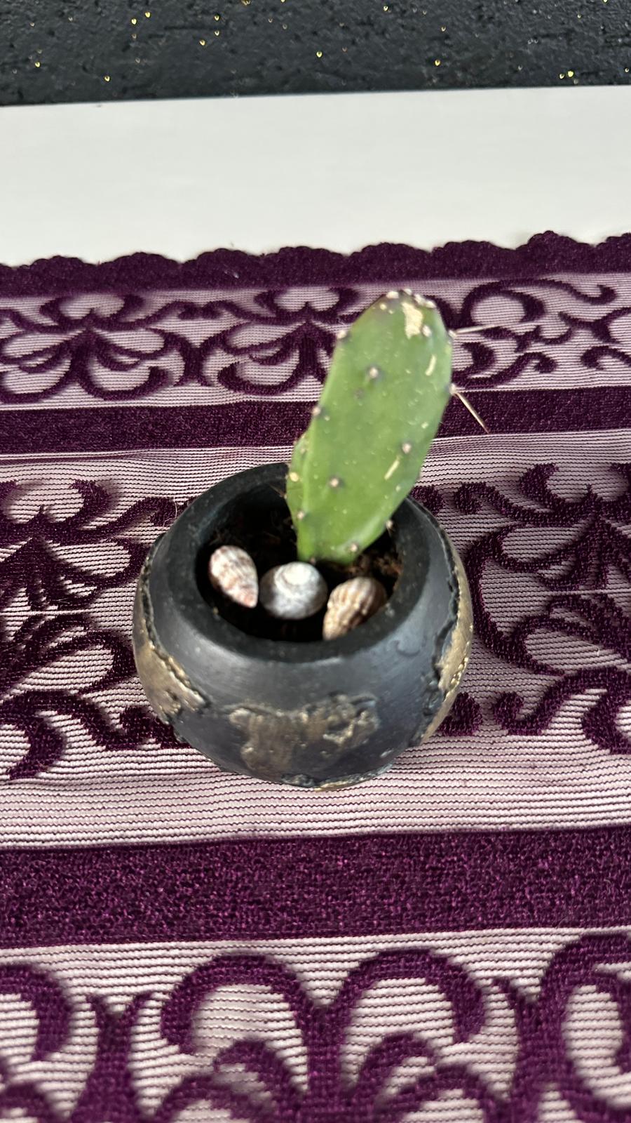 Mini Opuntia Kaktüs