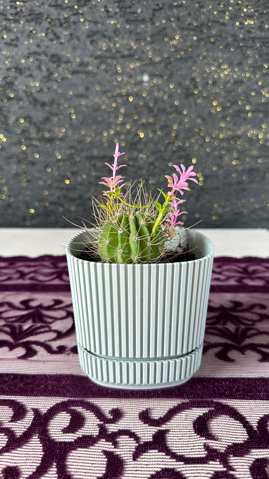 Modern Çizgili Bebe Mavisi Saksıda Mini Yuvarlak Kaktüs (Echinopsis) Bebe Mavisi