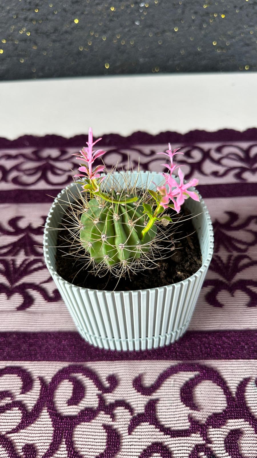 Modern Çizgili Bebe Mavisi Saksıda Mini Yuvarlak Kaktüs (Echinopsis)