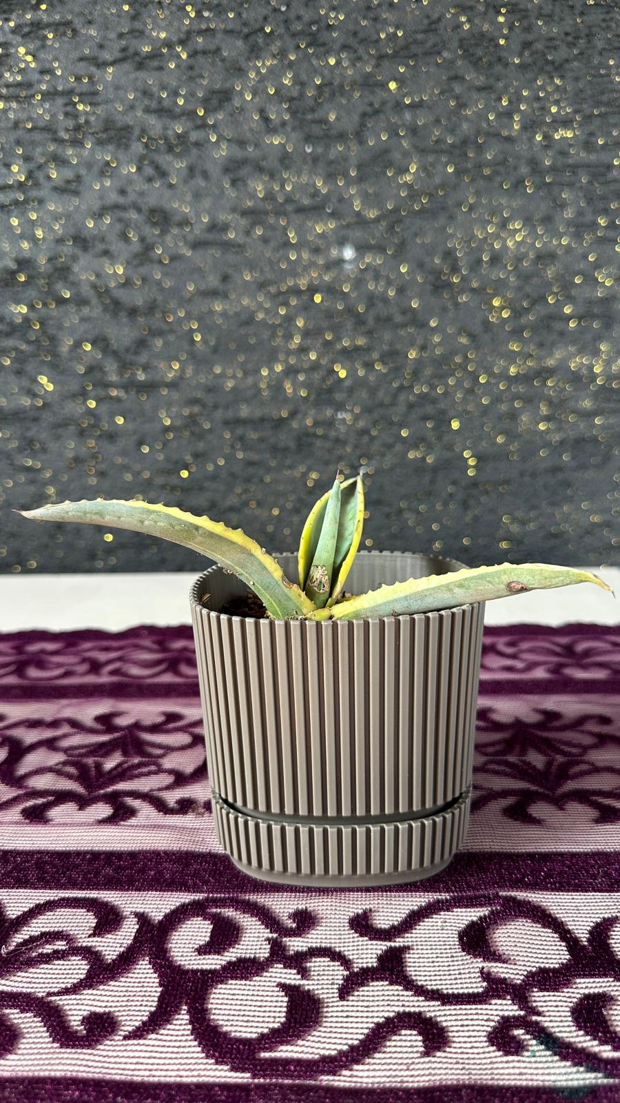 Modern Çizgili Haki Saksıda Mini Agave Americana Variegata Haki