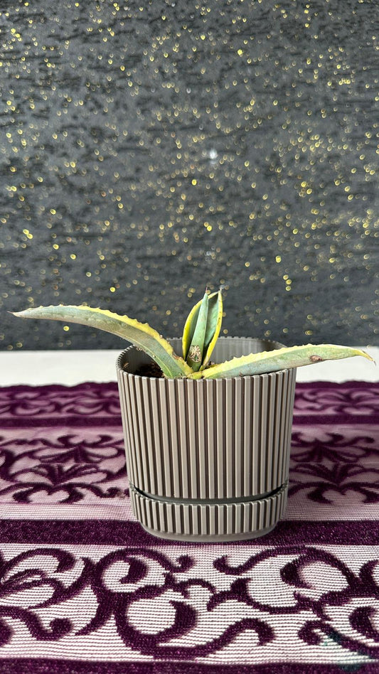 Modern Çizgili Haki Saksıda Mini Agave Americana Variegata Haki