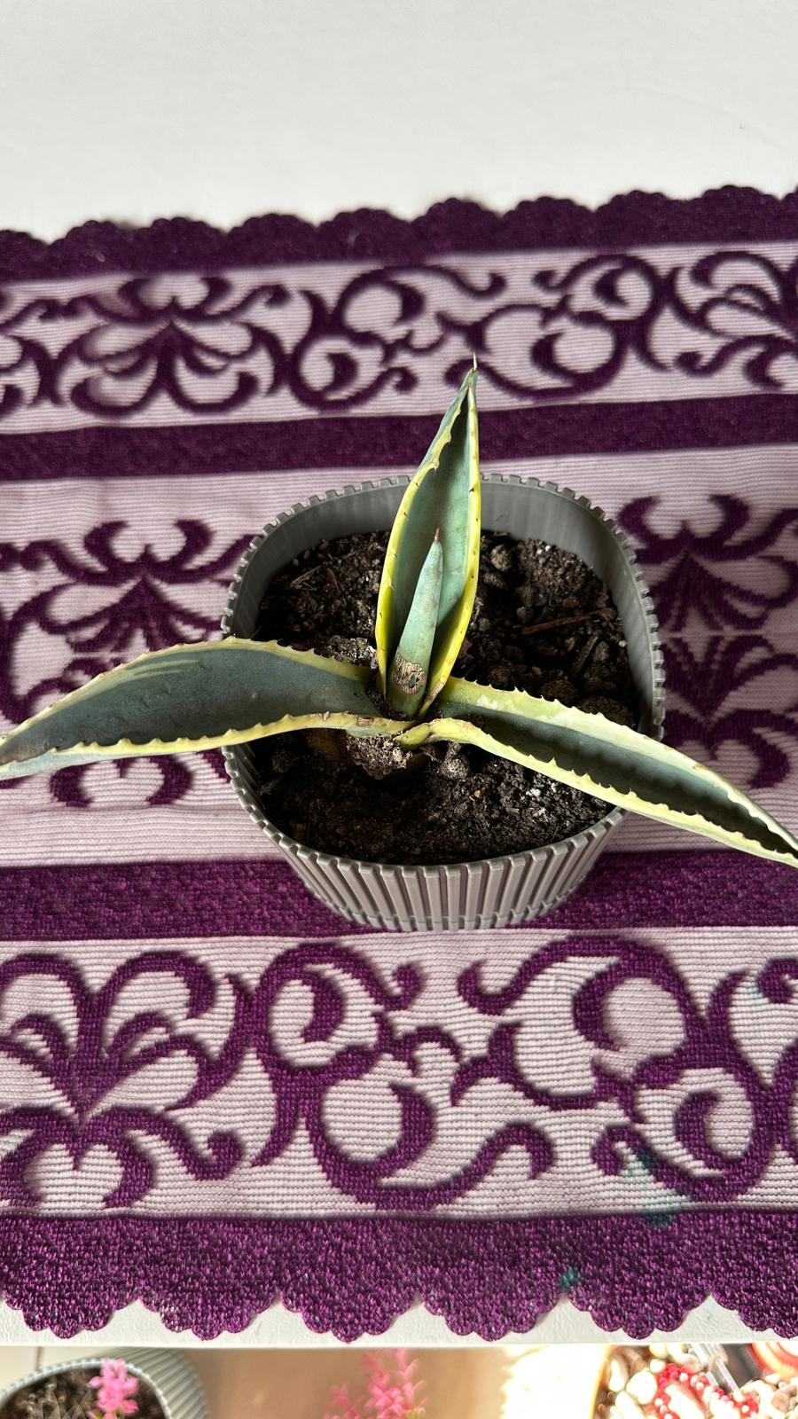 Modern Çizgili Haki Saksıda Mini Agave Americana Variegata