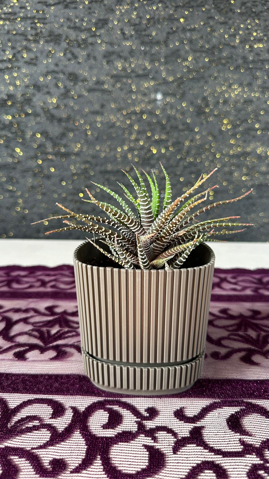 Modern Çizgili Haki Saksıda Zebra Sukulent (Haworthia) Haki
