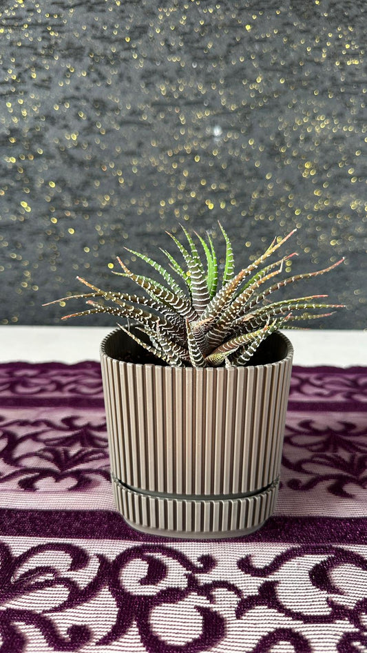 Modern Çizgili Haki Saksıda Zebra Sukulent (Haworthia) Haki