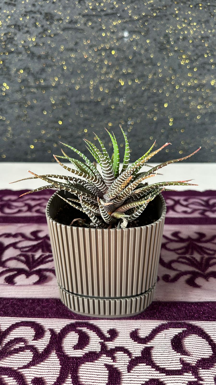 Modern Çizgili Haki Saksıda Zebra Sukulent (Haworthia)