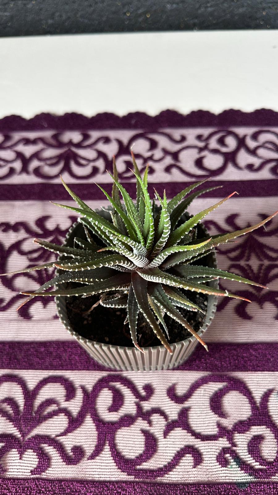 Modern Çizgili Haki Saksıda Zebra Sukulent (Haworthia)