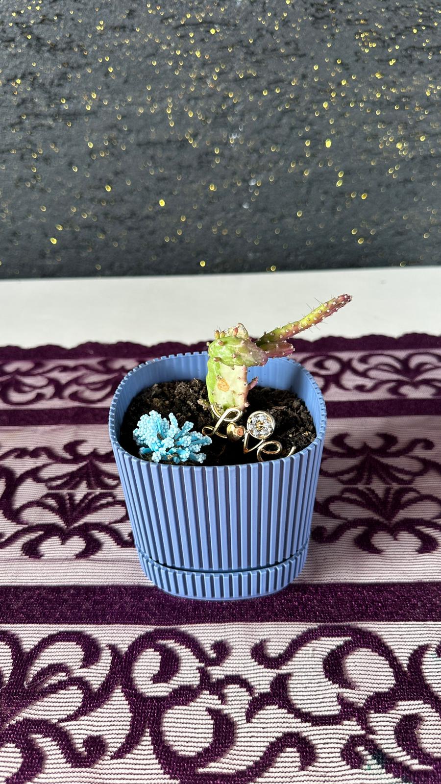 Modern Çizgili Mavi Saksıda Opuntia (Kaynanadili Kaktüsü)