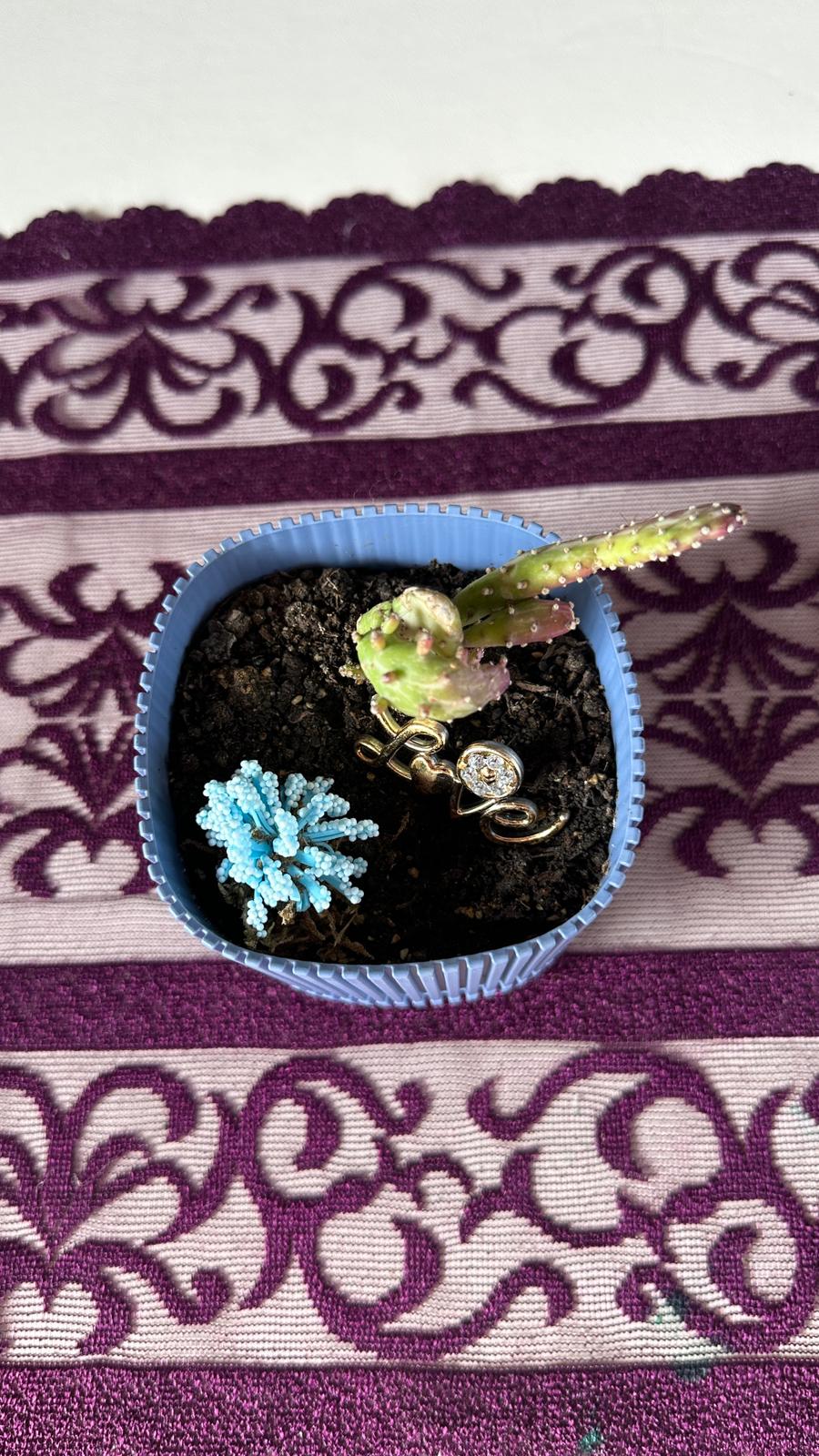 Modern Çizgili Mavi Saksıda Opuntia (Kaynanadili Kaktüsü)