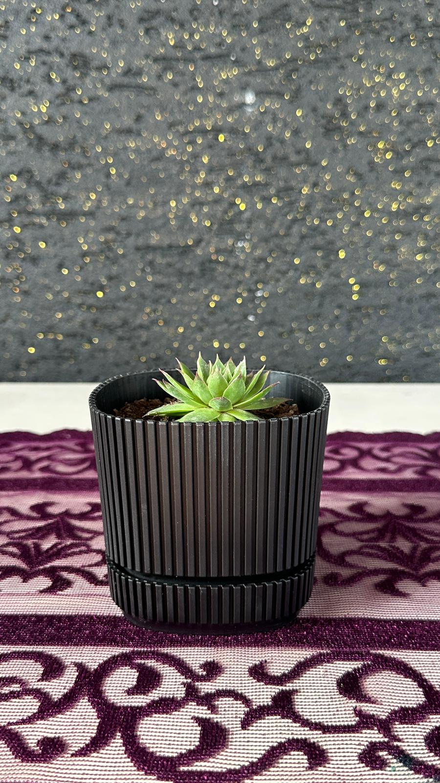 Modern Çizgili Siyah Saksıda Sempervivum Sukulent (Dam Koruğu) Siyah