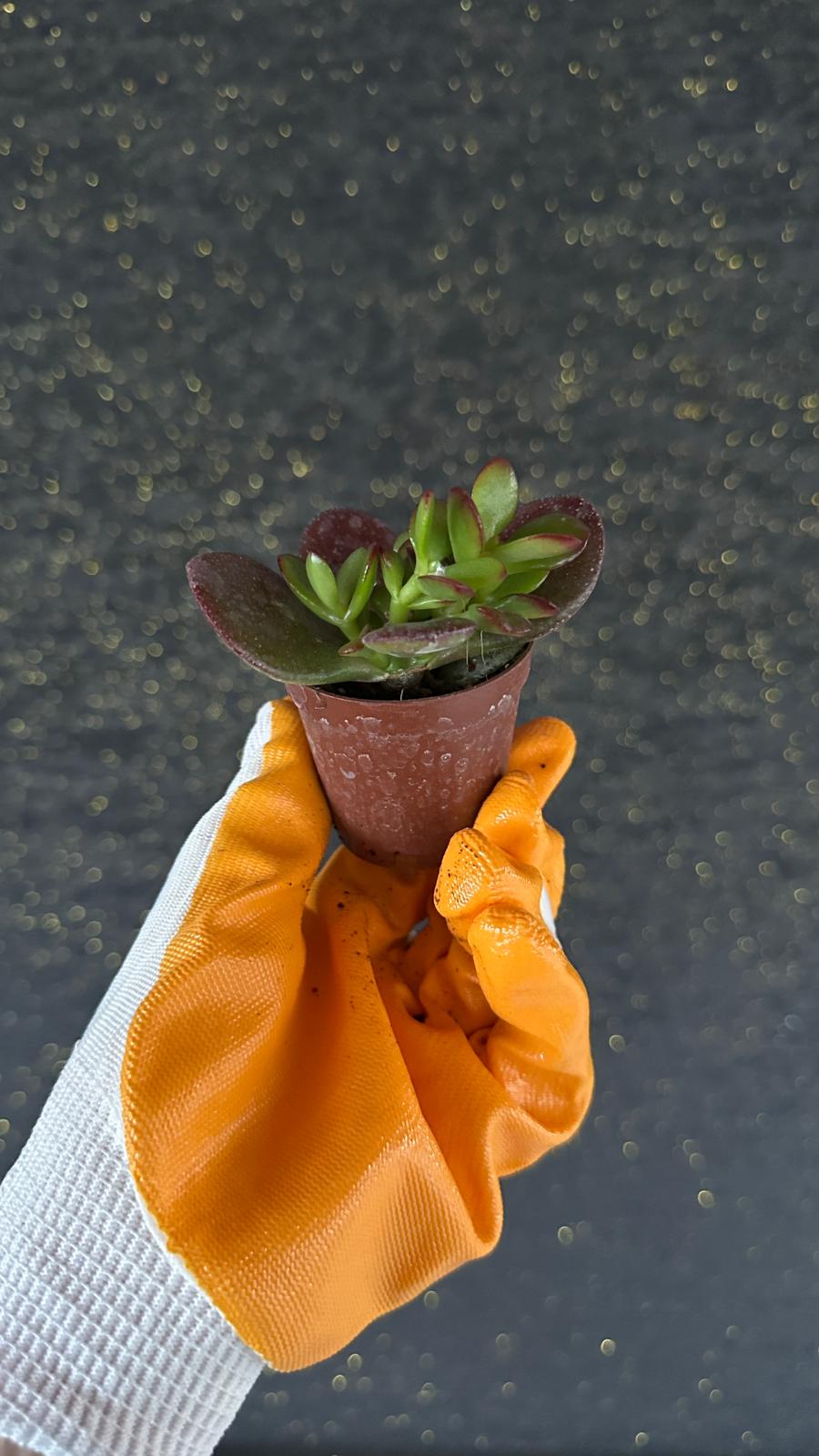 NuNu By Crimson Edge Mini Sukulent 6-10 cm