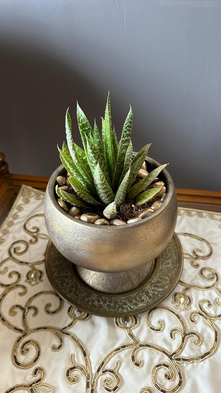 NuNu By Gold Touch Saksılı Aloe Sukulent