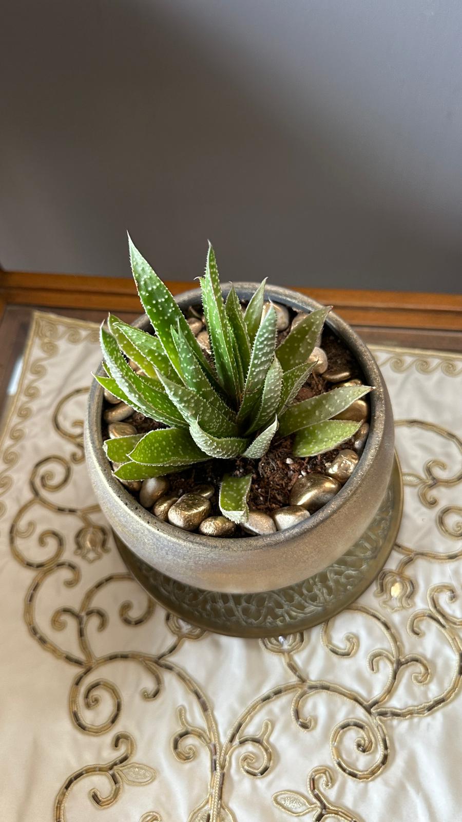 NuNu By Gold Touch Saksılı Aloe Sukulent