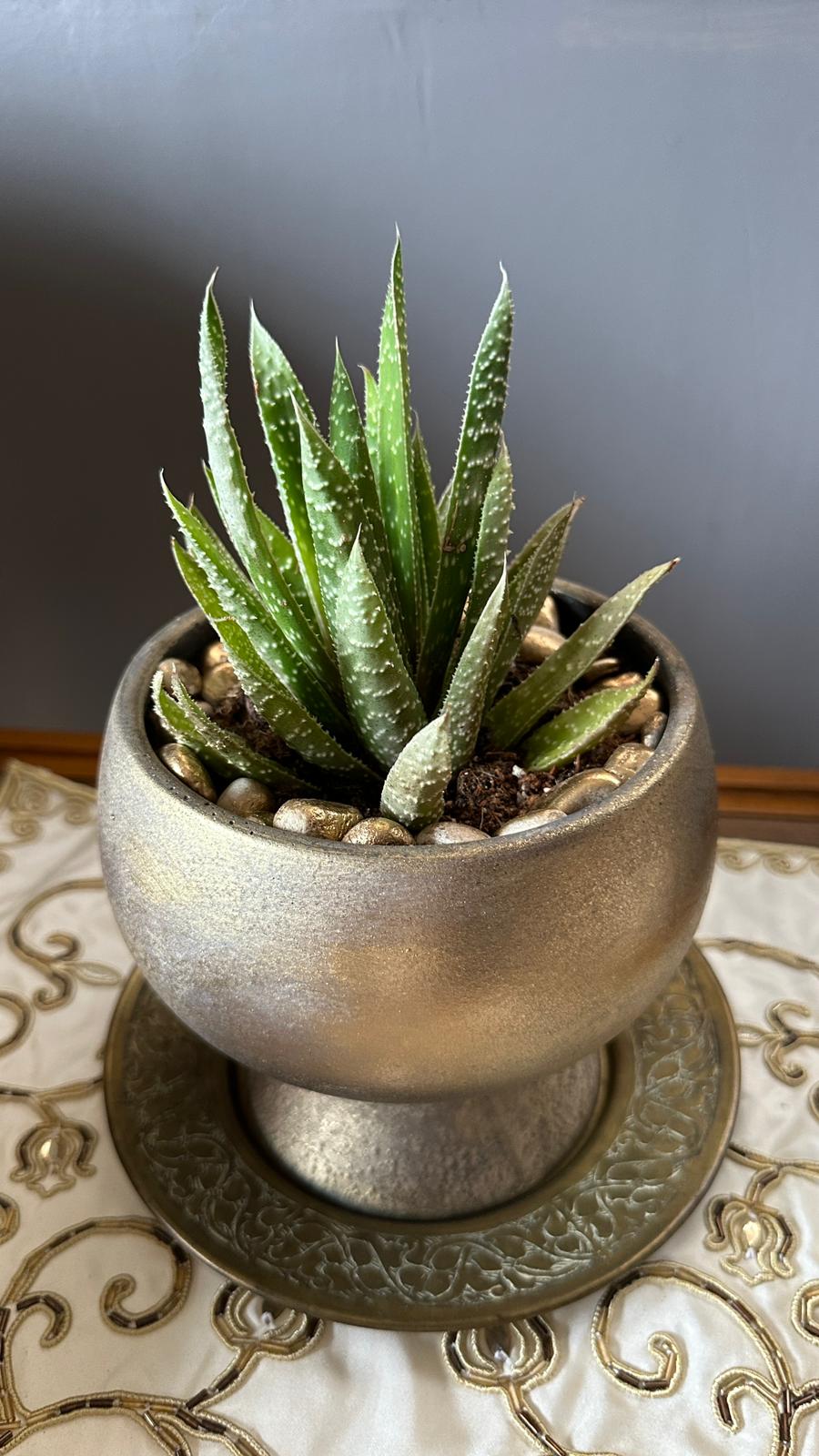 NuNu By Gold Touch Saksılı Aloe Sukulent