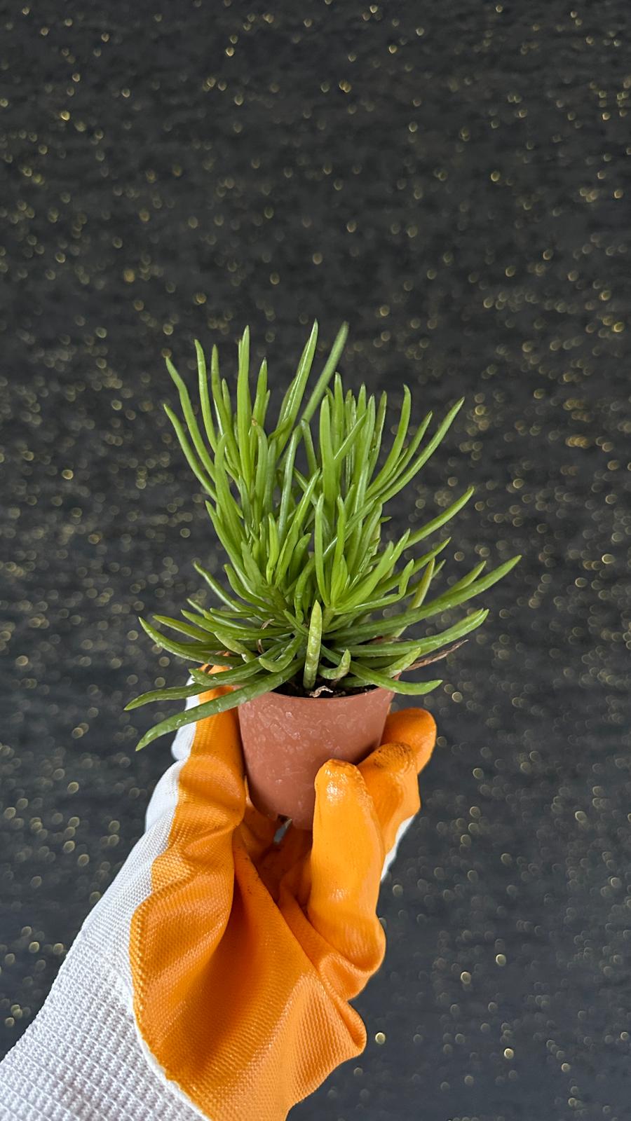 NuNu By Happy Bean Mini Sukulent (Peperomia Ferreyrae)