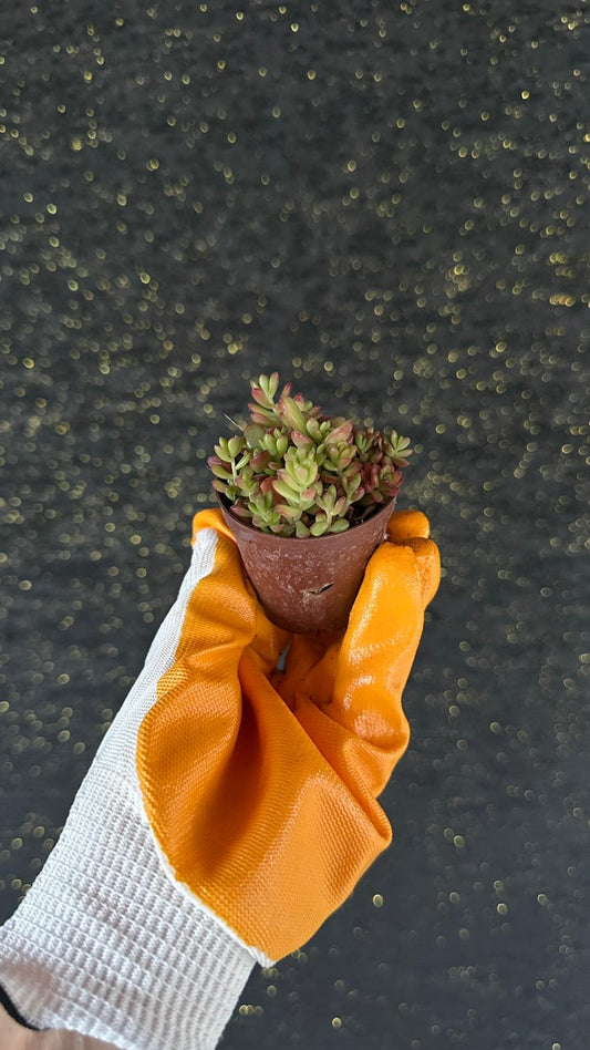 NuNu By Jelly Bean Mini Sukulent (Sedum Rubrotinctum) 6-10 cm