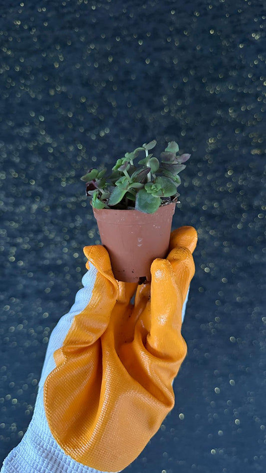 NuNu By Mini Garden Mix Sukulent 6-10 cm
