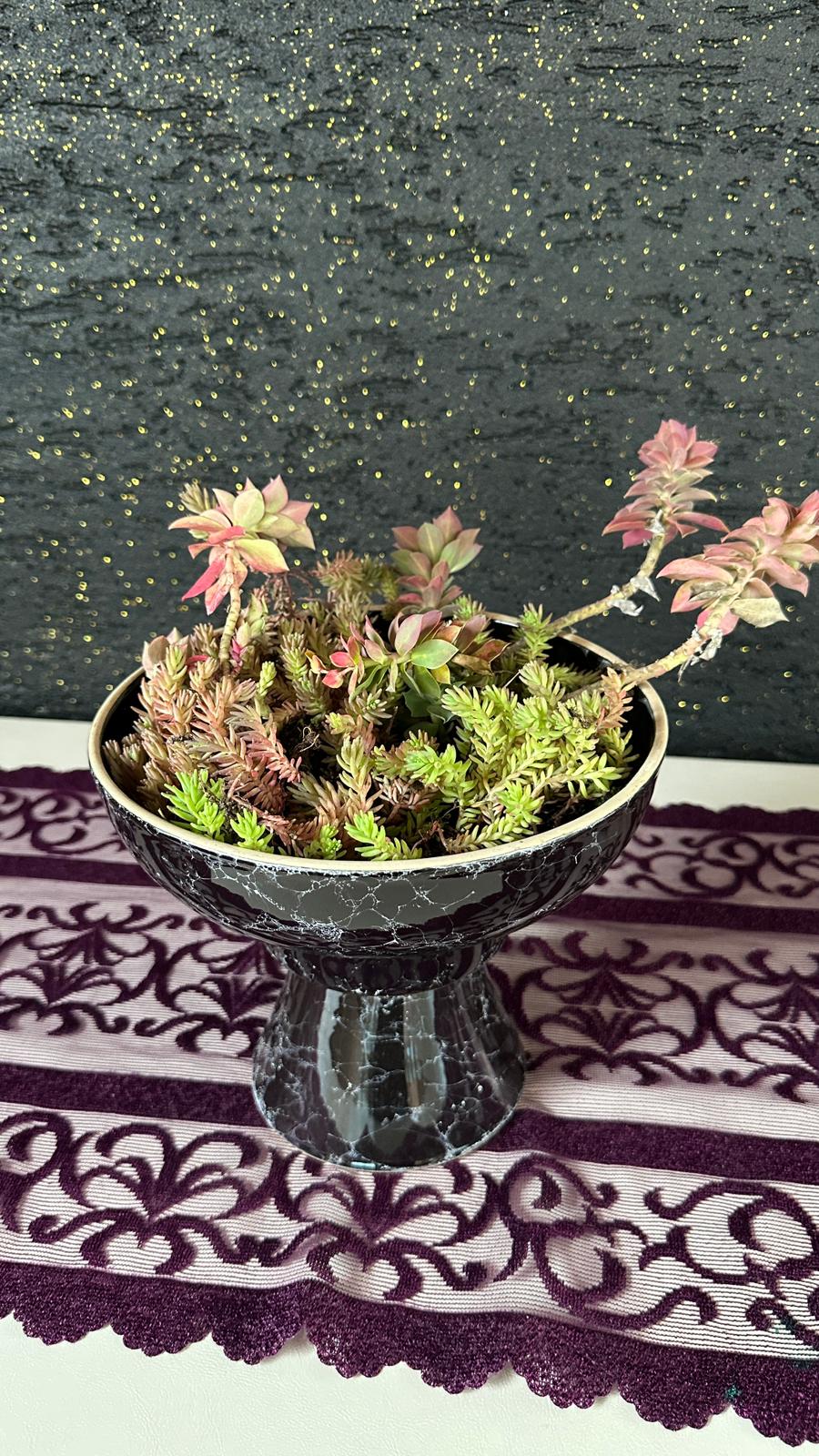 NuNu By Noir Garden Dekoratif Sukulent Aranjmanı