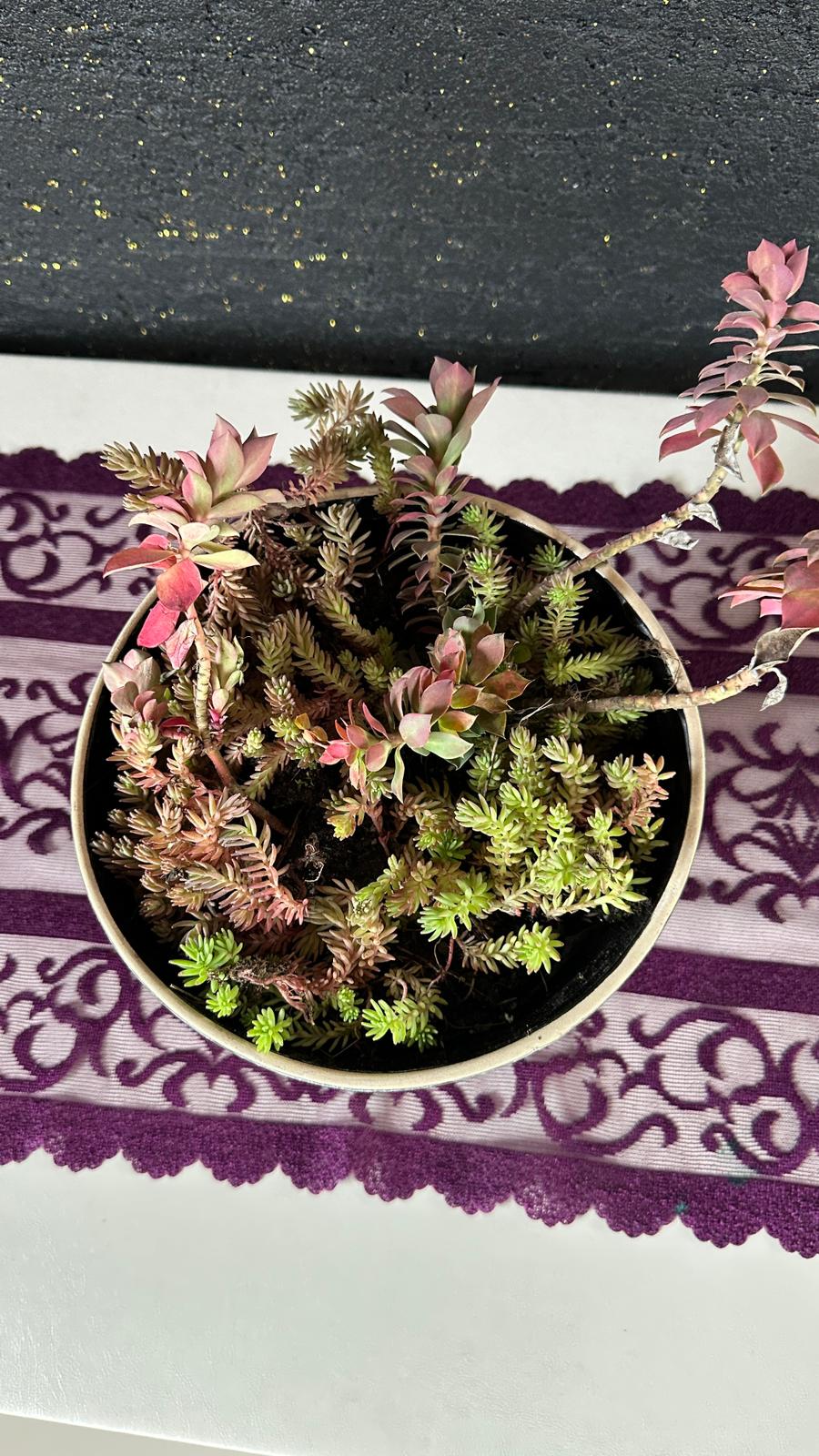 NuNu By Noir Garden Dekoratif Sukulent Aranjmanı