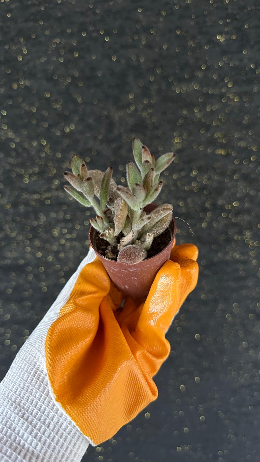 NuNu By Panda Mini Sukulent (Kalanchoe Tomentosa) 6-12 cm